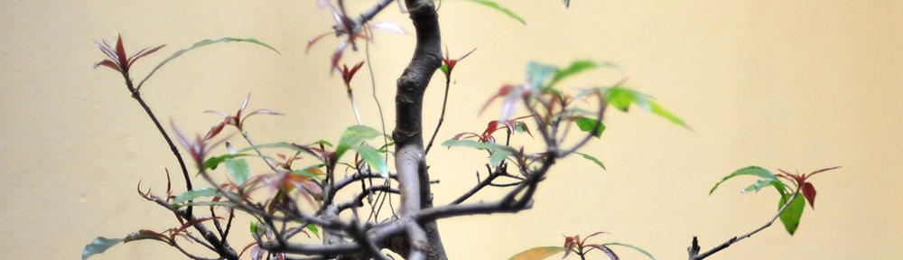 Homeschool Planet Help